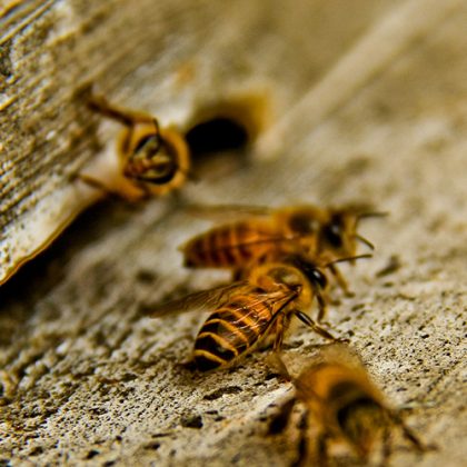 Local Cerana Honey