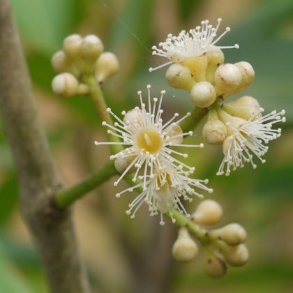 Jamun Honey
