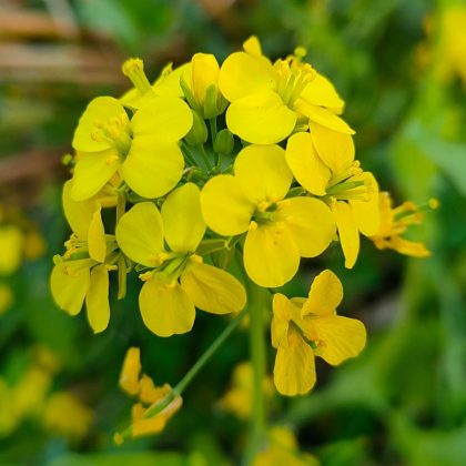 Mustard Honey