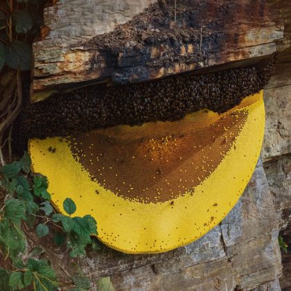 Wild Honey